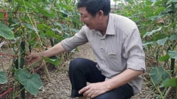Làm giàu ở nông thôn: Bỏ 10 tỷ trồng rau xanh, cả làng 'phát sốt'