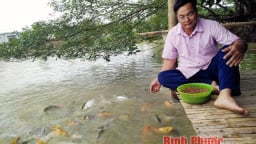 Nuôi cá nhiều tầng, lãi cao, thò tay xuống ao cá vẫn tranh đớp mồi
