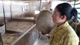 Sau nông dân, đại lý cám cũng sạt nghiệp vì dịch tả lợn châu Phi