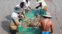 Chuyện lạ Trà Vinh: Đem bẻ càng tôm càng xanh nuôi càng nhanh lớn