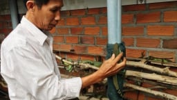 Chuyện lạ Khánh Hòa: Khá giả nhờ loài kỳ tôm nghịch nước như ranh