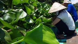 Chuyện lạ Hậu Giang: Dân bỏ rau nhút quay ra trồng..bèo dại