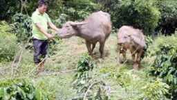 Nơi 'khỉ ho cò gáy', dân khấm khá lên nhờ chăn nuôi trâu, bò sinh sản