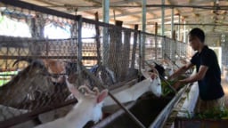 Chuyện lạ Thái Bình: 'Cãi' mẹ, nuôi dê vắt sữa, thu 30 triệu/tháng