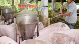 Chuyện lạ Bình Phước: Bí quyết nuôi heo lãi tiền tỷ thời dịch tả