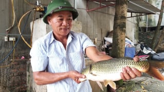 'Quả ngọt” nông thôn mới ở Chương Mỹ: Nông thôn hiện đại, xuất hiện nhiều tỷ phú