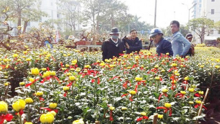 Đà Nẵng: Chợ hoa Tết 2023 sẽ không xin ngân sách hỗ trợ 