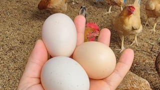 Trứng gà thảo dược 20.000 đồng/quả vẫn đắt khách mua      