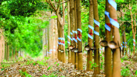 Cao su Tây Ninh (TRC) báo lãi ròng tăng 12% trong quý III/2020