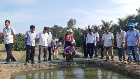 An Giang: Tổ nghề nghiệp nuôi cá lóc giống đầu tiên đạt chuẩn GlobalGAP có gì đặc biệt?