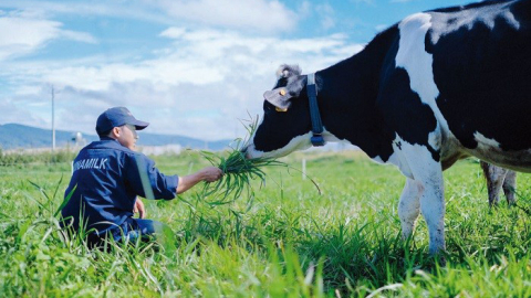 Vinamilk, Mộc Châu Milk và Hanoimilk: 'Kẻ đu đỉnh lợi nhuận, người ngậm ngùi báo lỗ'