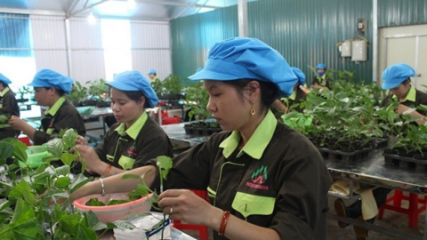 Nafoods Group (NAF): Lợi nhuận 9 tháng tăng mạnh đạt 51 tỷ đồng