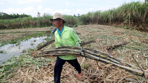 Hậu thực thi Hiệp định ATIGA: Doanh nghiệp mía đường điêu đứng vì đường nhập được trợ giá 
