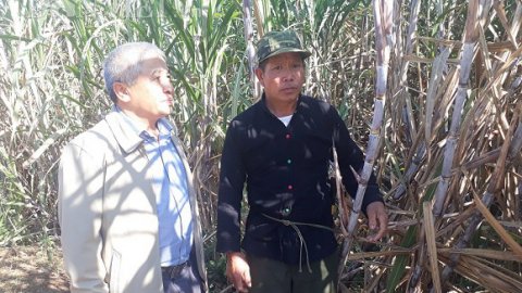  Hậu thực thi Hiệp định ATIGA: Gắn bó với cây mía, nông dân vùng cao “sống khỏe”