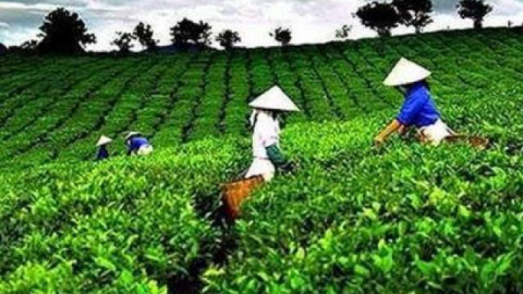 Vừa “về đội” Vinamilk, cổ phiếu GTN bị đưa vào diện kiểm soát