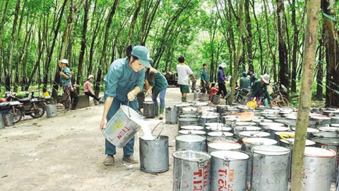 Cao su Đắk Lắk (DRI): 9 tháng lãi hơn 61 tỷ, vượt 34% kế hoạch năm