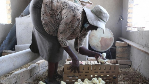 Trung Quốc thí điểm chương trình tài trợ chăn nuôi ở Zimbabwe