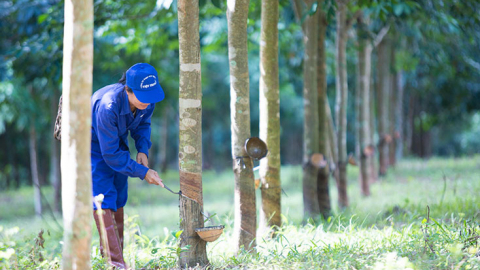 Việt Trung Quảng Bình (VTQ) bị phạt 60 triệu đồng