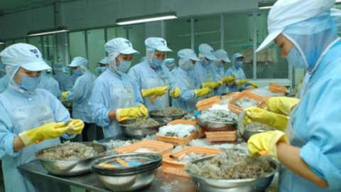 Cổ phiếu THP của Thủy sản Thuận Phước  - 'hoa hậu' ngành tôm đang bị lãng quên?