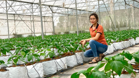 Chuyển đổi số qua góc nhìn của một bà chủ trồng rau: Chỉ cần 1 người quản lý được trang trại 5ha