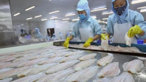 Thủy sản Cần Thơ (CCA): Quý III lỗ nặng, 'thổi bay' lợi nhuận đạt được trước đó