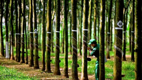 Cao su Tây Ninh (TRC) chốt quyền trả cổ tức đợt 1/2021 bằng tiền mặt, tỷ lệ 10%