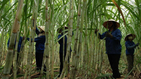 Cổ phiếu tăng 21,6% sau 3 phiên, LSS muốn bán toàn bộ 2,35 triệu cổ phiếu quỹ

