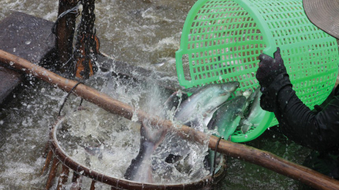 Chồng chất khó khăn, Thủy sản Mekong (AAM) tiếp tục báo lỗ hơn 3 tỷ trong quý II