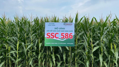 Giống ngô sinh khối SSC 586 có gì đặc biệt mà nông dân Tuyên Quang quyết mở rộng diện tích