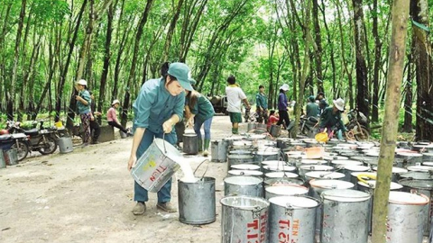Cao su Đắk Lắk (DRI) lỗ gần 6 tỷ, tài sản 'bốc hơi' gần 30%