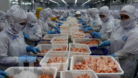 'Hoa hậu' ngành tôm Thủy sản Thuận Phước (THP) báo lãi khủng, cổ phiếu tăng mạnh bất chấp thị trường rực lửa