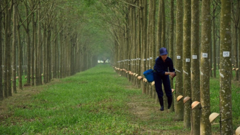 Cao su Tây Ninh (TRC): Chốt ngày tạm ứng cổ tức đợt 1 năm 2022 bằng tiền 10%