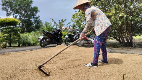 Phó Chủ tịch UBND tỉnh Cà Mau ký công văn hỏa tốc liên quan đến hàng nghìn tấn lúa ST24, ST25 tồn đọng