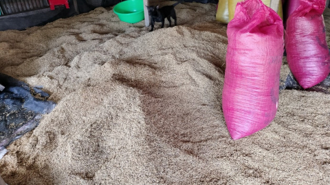 Vụ hàng nghìn tấn lúa ST24, ST25 tồn đọng: Thông tin mới nhất từ doanh nghiệp thu mua