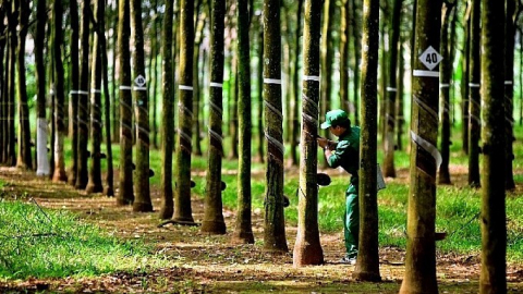 Cao su Phước Hòa (PHR): Chốt ngày tạm ứng cổ tức đợt 1 năm 2022 bằng tiền