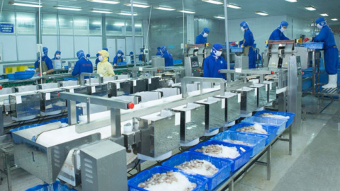 'Hoa hậu' ngành tôm Thủy sản Thuận Phước (THP) đặt mục tiêu năm 2022 đi lùi