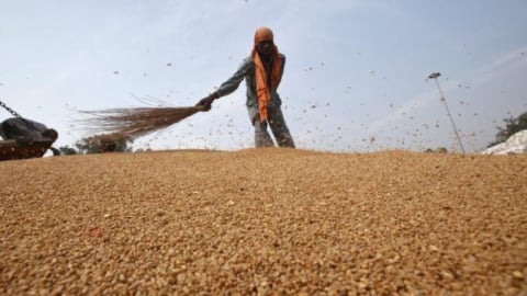 FAO: Giá lương thực toàn cầu tăng trong tháng 1