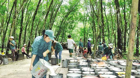Cao su Đắk Lắk (DRI) báo lãi quý I đạt 20,8 tỷ, tăng trưởng gần 28%