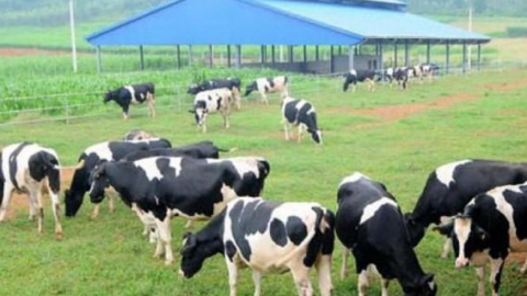 Quý I/2022, Vilico (VLC) báo lãi gần 60 tỷ đồng, tài sản tăng 48% 