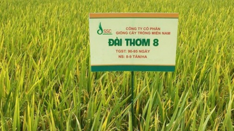 Giống cây trồng Miền Nam (SSC) trả cổ tức 30% bằng tiền mặt