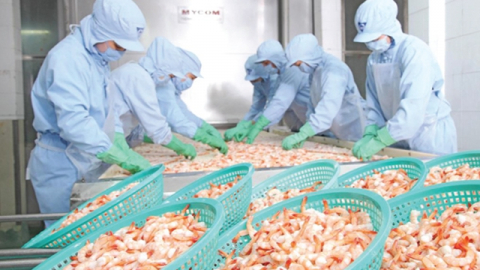 Camimex Group (CMX) chốt quyền thưởng cổ phiếu tỷ lệ 10%