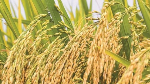 Giống cây trồng Việt Nam (NSC) chốt quyền trả cổ tức tiền mặt 40%
