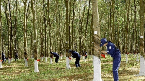 Được chia lợi nhuận từ công ty con, quý II Cao su Đắk Lắk (DRI) báo lãi tăng 149% lên 65 tỷ đồng