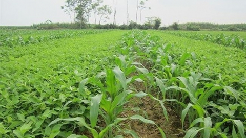 6 tháng đầu năm, Giống cây trồng Miền Nam (SSC) báo lãi 31 tỷ đồng, tăng 56%