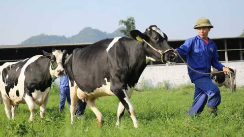 6 tháng đầu năm Mộc Châu Milk (MCM) báo lãi tăng 28% lên 175 tỷ đồng