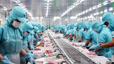 Xuất khẩu cá tra sang các nước CPTPP tăng 123% trong tháng 7
