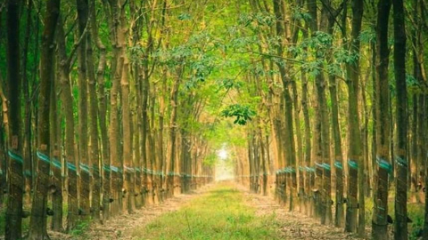 Cao su Đắk Lắk (DRI) cho công ty mẹ Dakruco vay 40 tỷ đồng