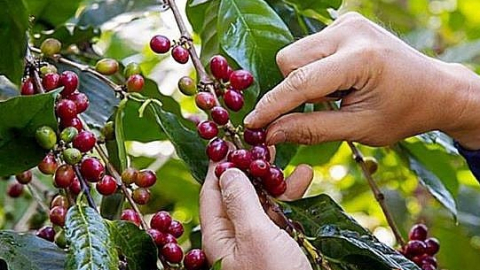 UKVFTA hỗ trợ ngành cà phê Việt Nam mở rộng thị phần tại Anh