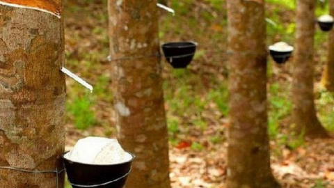 Cao su Phước Hòa (PHR) báo lãi hơn 500 tỷ đồng sau 9 tháng