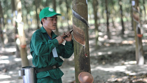 Tập đoàn Cao su Việt Nam (GVR) điều chỉnh kế hoạch kinh doanh